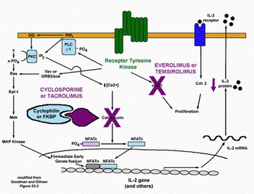 tacrolimus